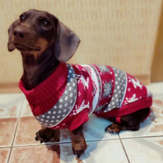 Lindo suéter para perros pequeños, ropa cálida de invierno para cachor