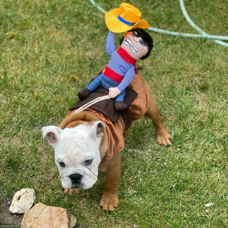 Divertido disfraz de Halloween para perro, ropa creativa de vaquero pa