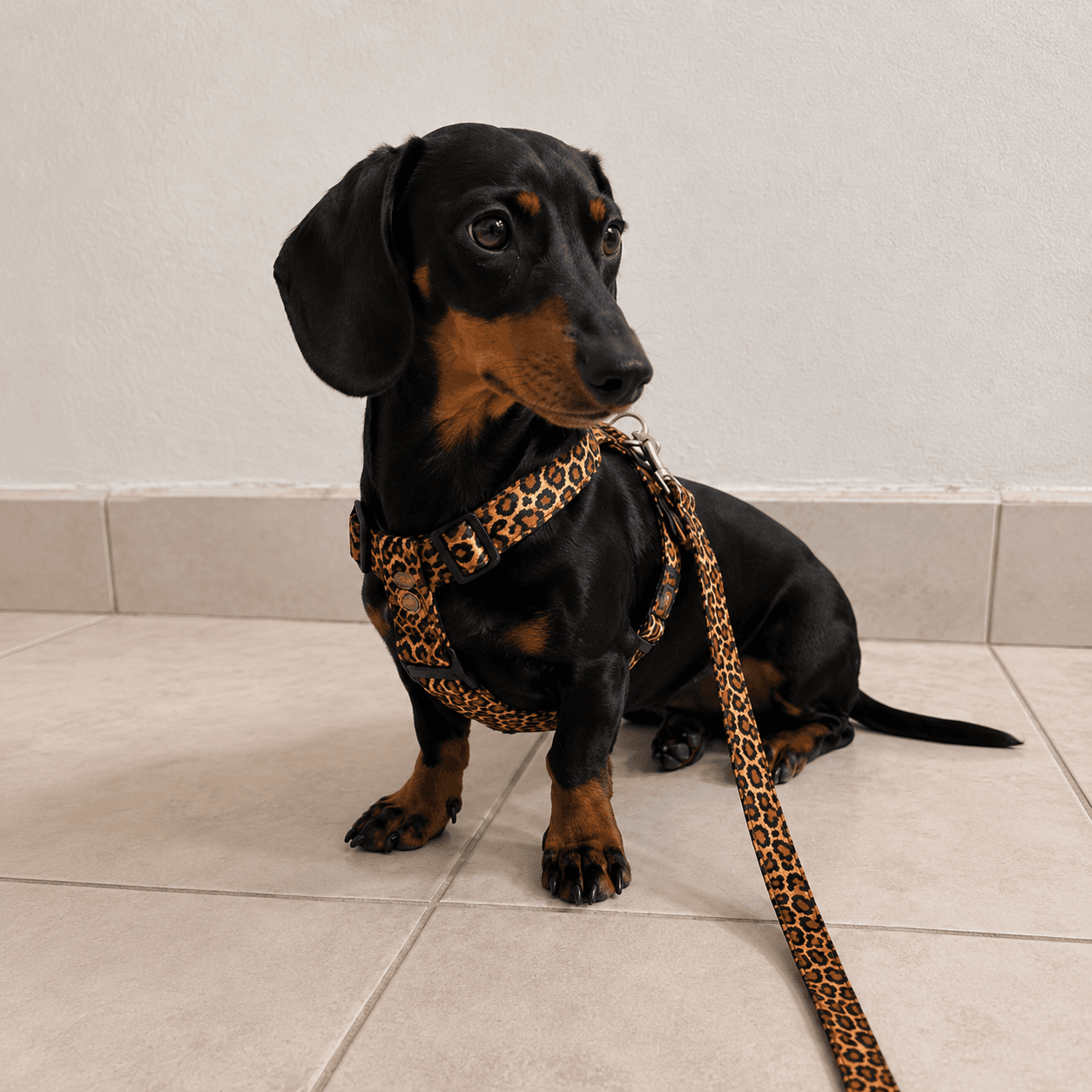 correa para perro estampada en cordoba argentina