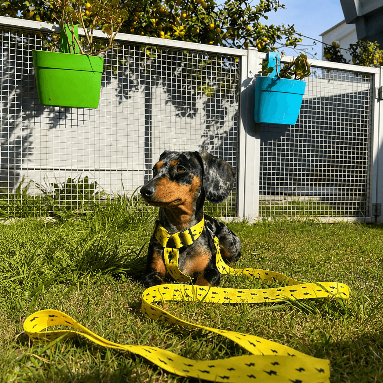 ropa para perrito salchicha en cordoba argentina