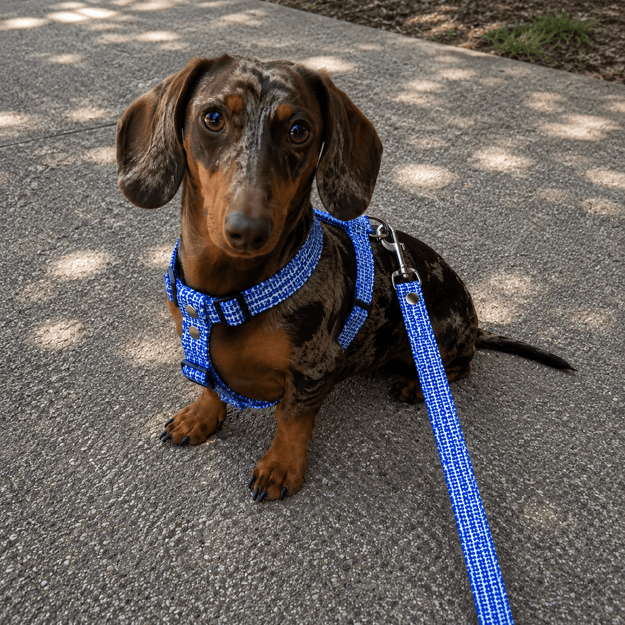 ropa para perro salchicha barata en cordoba