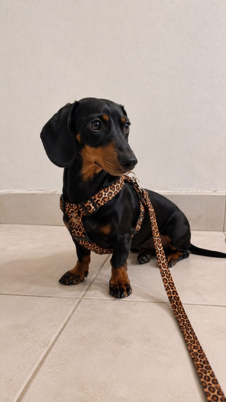 correa para perro salchicha sublimada